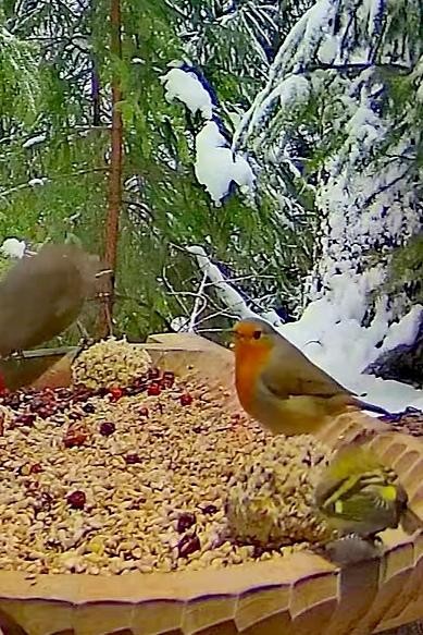 livebirdspoland_b8261023da302fed8bbb168690a2d611.jpg