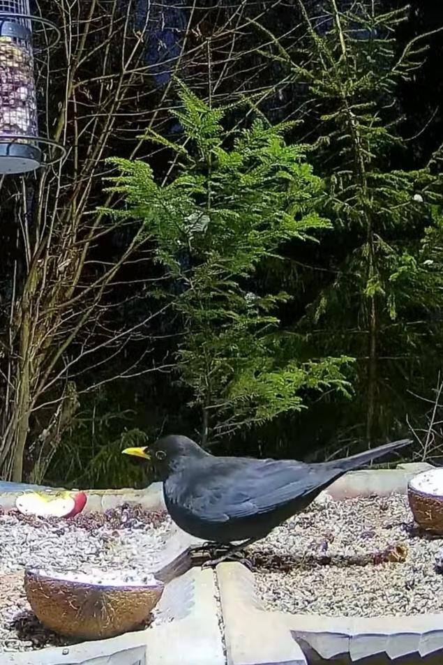 livebirdspoland_190a2c2d236fd398b5c0b6154299ab18.jpg
