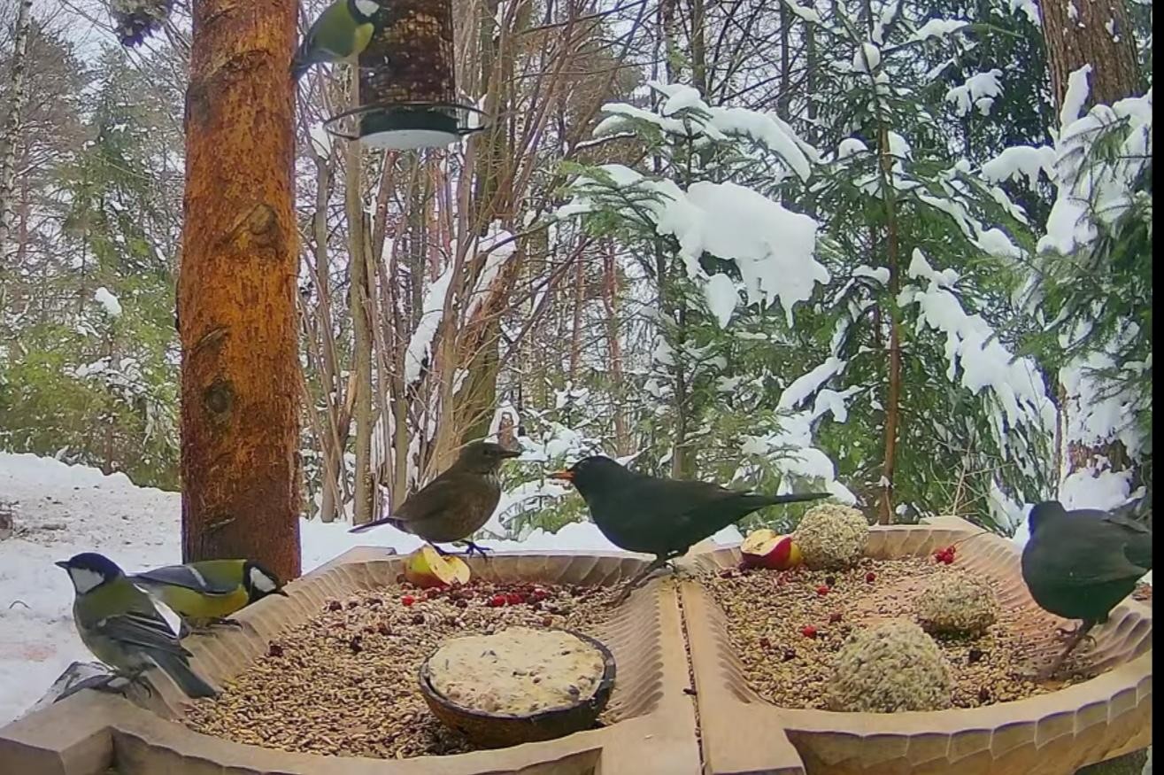 livebirdspoland_0bb117b2b66361ff9ea2ecd435650c5b.jpg