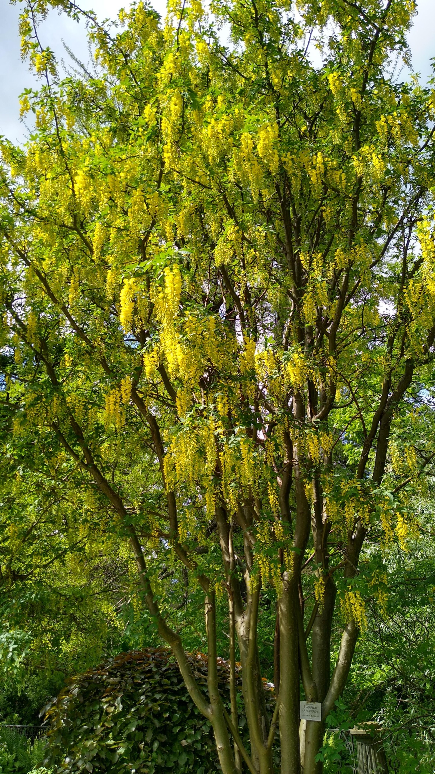 livebirdspoland_04eb9e67964ffa7152df25f51dcdd813.jpg