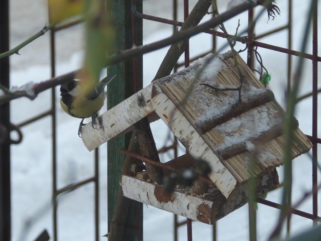 livebirdspoland_187311001ea3674c6df6501f77bc9a0b.jpg