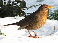 livebirdspoland_d281573daa238b772dd8e6a3c15f64f4.png