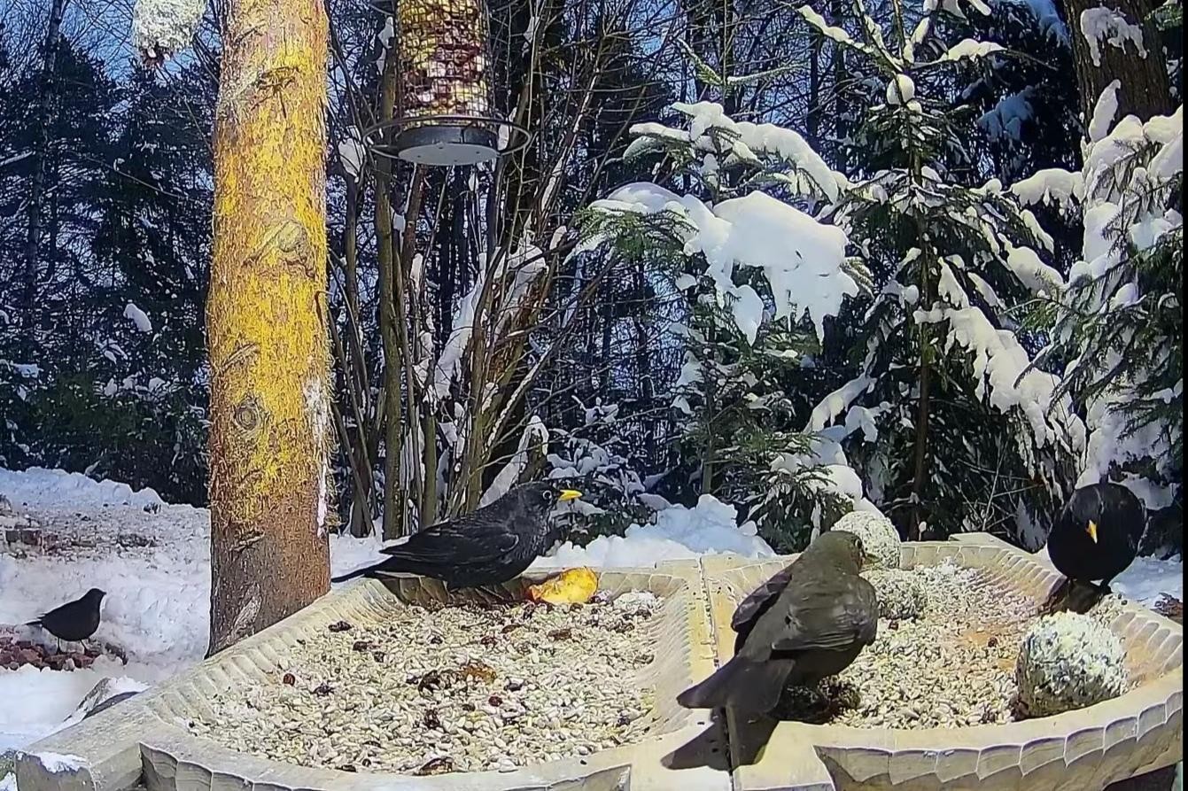 livebirdspoland_2c2c183e0d194c97e2266dd941371271.jpg