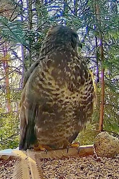 livebirdspoland_ad8f6c8f07ab7dd805d579a301ce85f7.jpg