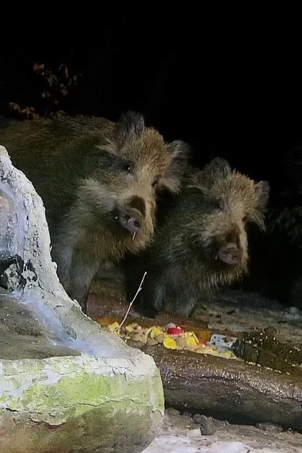 livebirdspoland_2636b2e0a9e4a014b4bc38299b222661.jpg