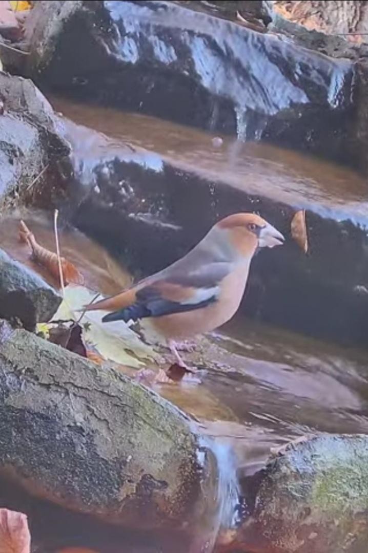 livebirdspoland_f8ba7b8cbe31dc66db38de07be6c1073.jpg