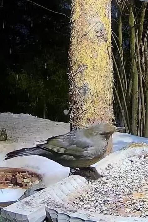 livebirdspoland_75d55ae990c40f91a4cd0f74d4d3f67f.jpg