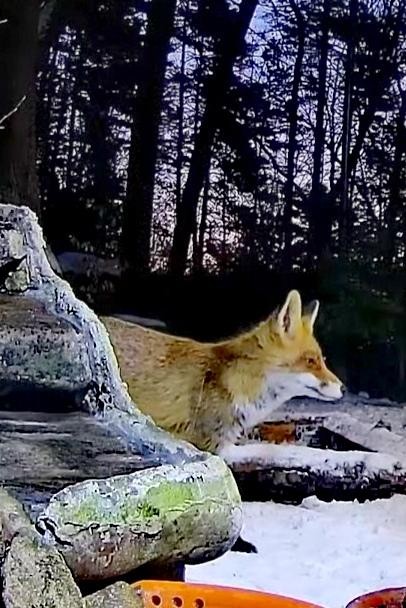 livebirdspoland_5f73f945a62043f7144fc7e16fedeabf.jpg