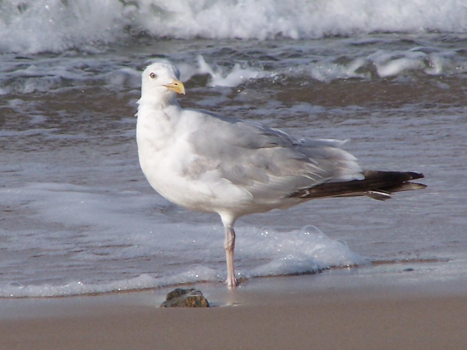 livebirdspoland_c50136753366fd85c65f75e4ff7b9c9b.jpg