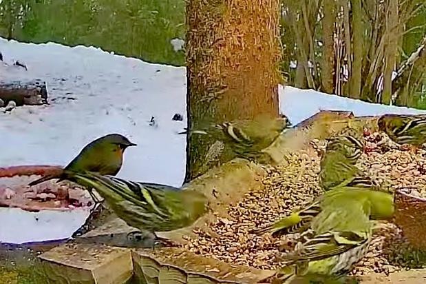 livebirdspoland_6a7f5e33420b4e346a7e0bfb1f4295e7.jpg