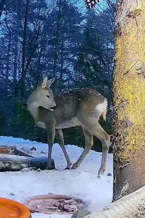 livebirdspoland_ce4074f5c30b104ff6a9e5c828bbd1f3.jpg