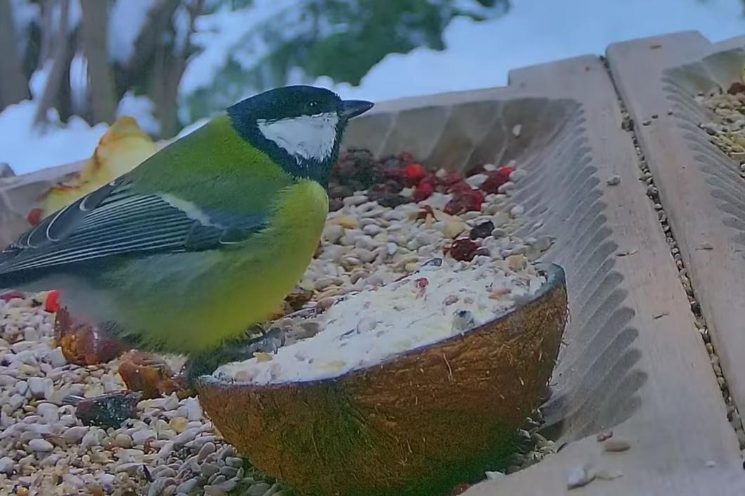 livebirdspoland_0e1adbd6ed4d1749e28e821405a6eb6a.jpg