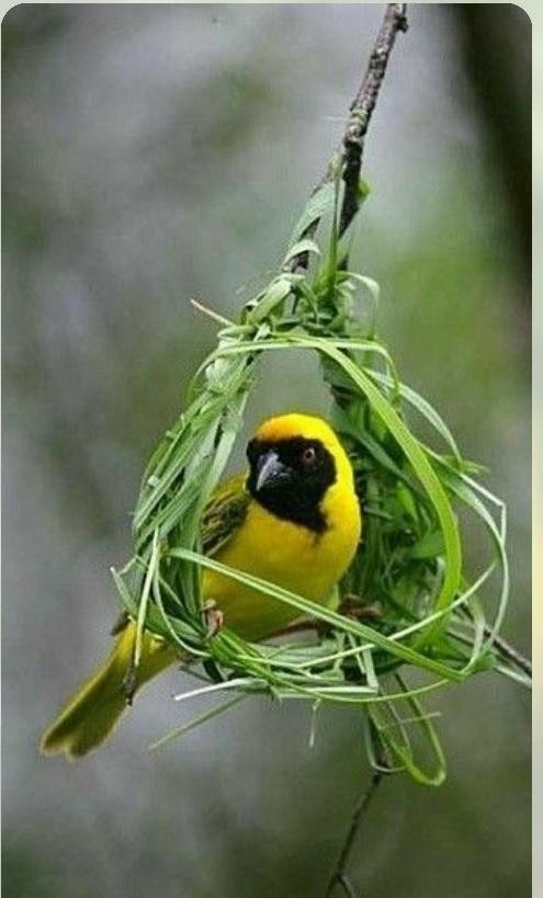 livebirdspoland_2042766bd4a1ae93545927c25eb8e678.jpg