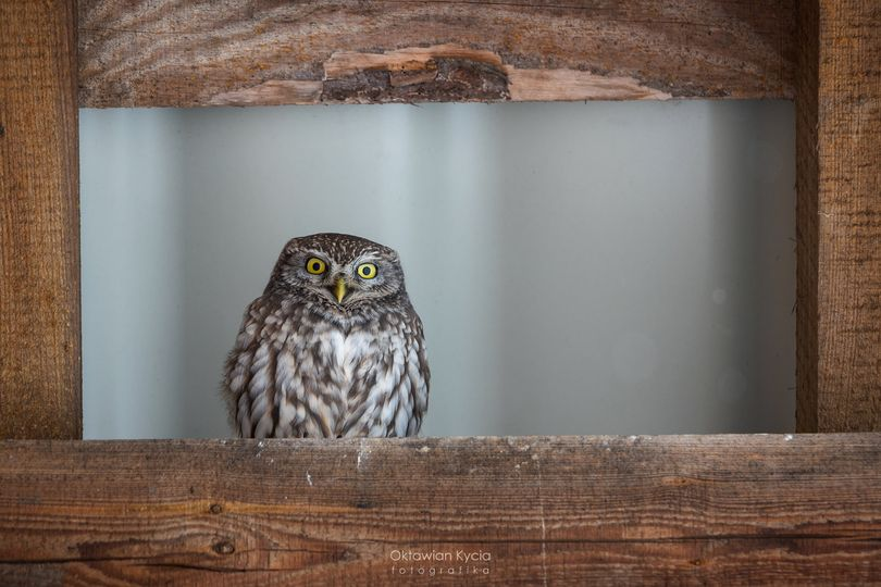 livebirdspoland_755d7c1bf9043751b20889c30089b3d3.png