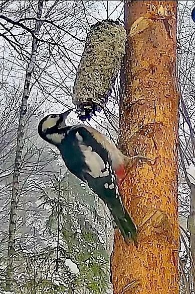 livebirdspoland_c2cc852ff9f52fec05c59f2fdf348040.jpg
