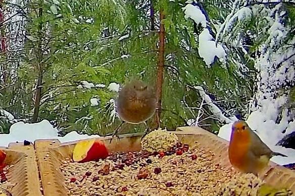 livebirdspoland_8ae94c17cd020582c7fe20c4728578dc.jpg