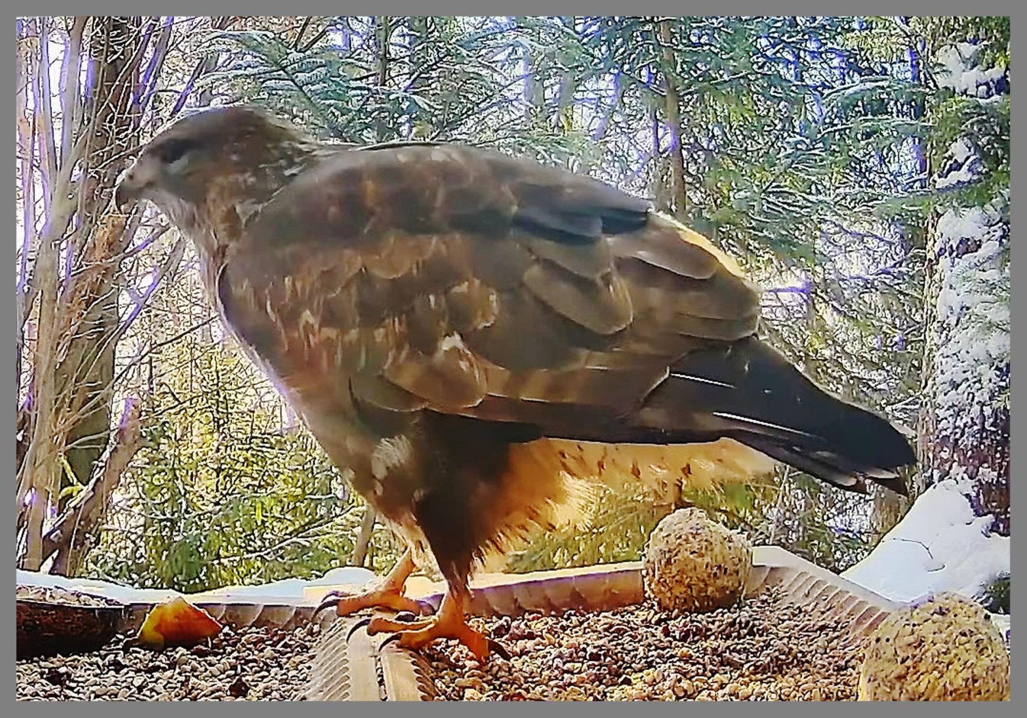 livebirdspoland_64a12870ca5cf6800d3afb491a3d1e48.jpg
