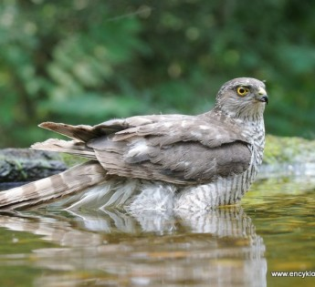 livebirdspoland_463cb755d8d8f4476e815ce9d02852ba.png