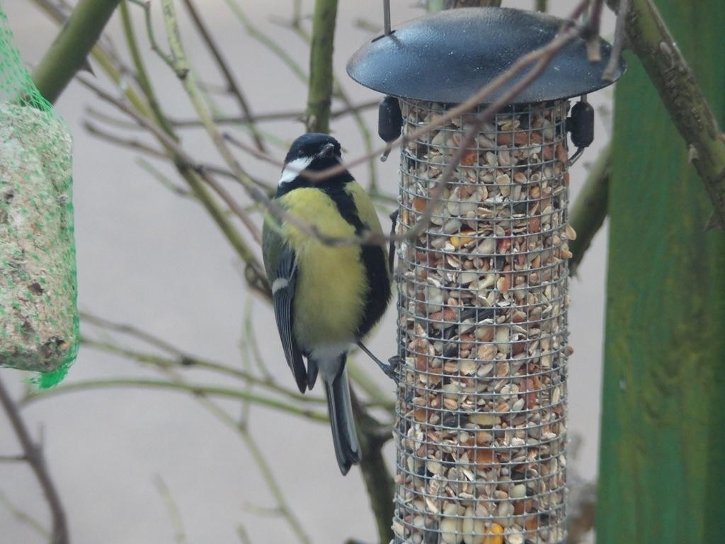 livebirdspoland_455dd88ef754dfae3c6de1d6863368be.jpg