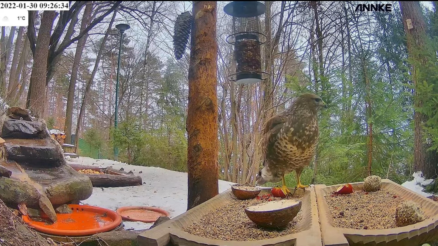 livebirdspoland_eae242188916a7b20fdfd710cae6b818.jpg