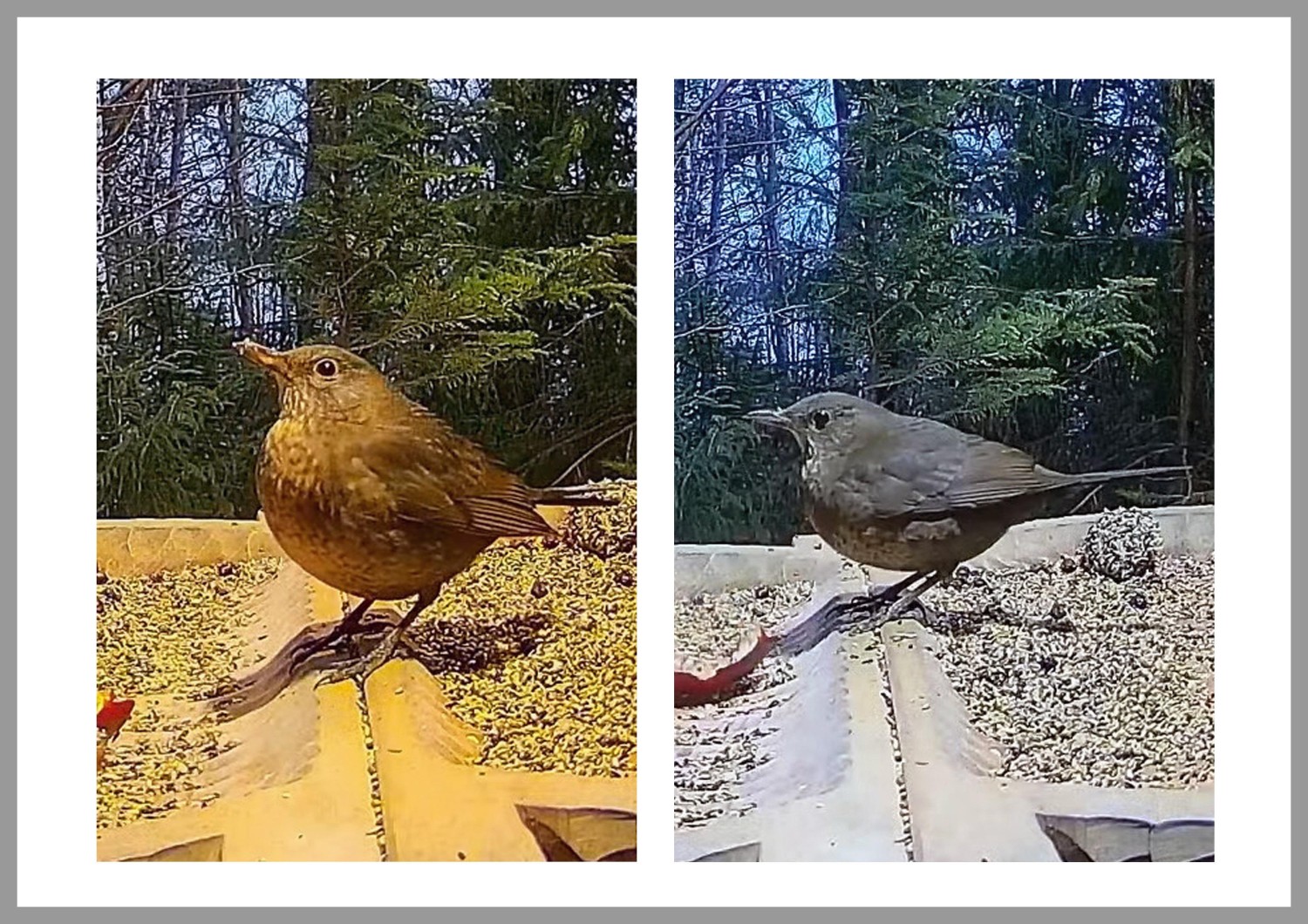 livebirdspoland_e805ebb6e5accf08dd8428fac616c5bf.jpg