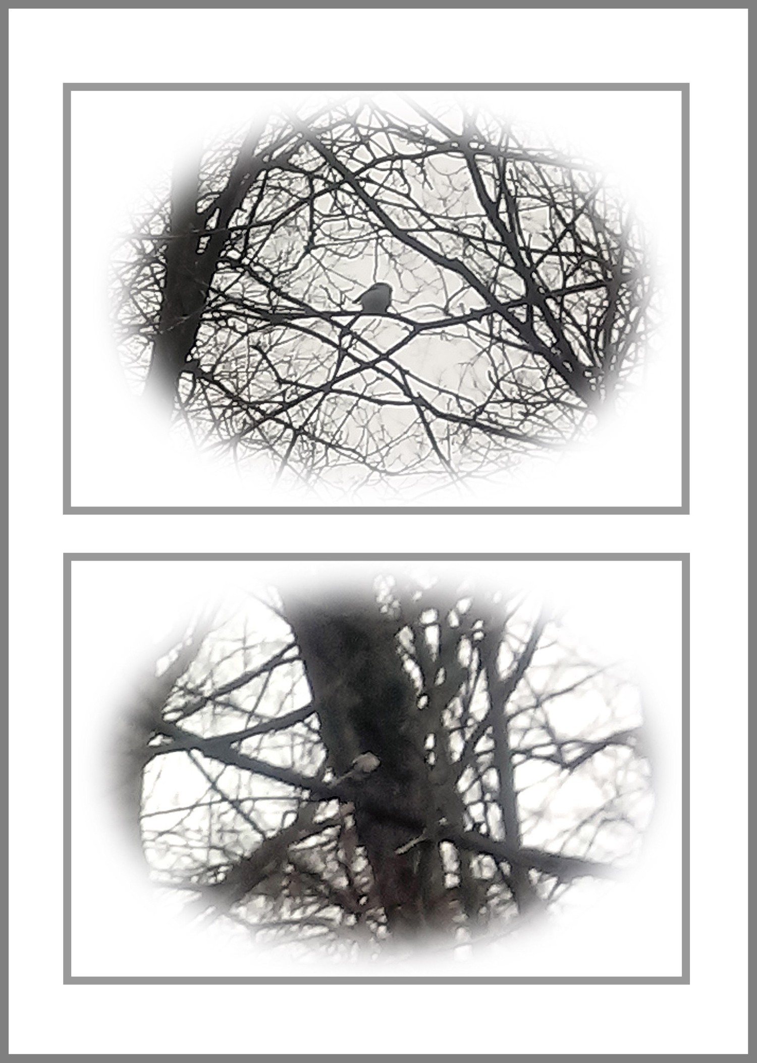 livebirdspoland_7d626a862e05bb0aa772d9fc47bd9095.jpg