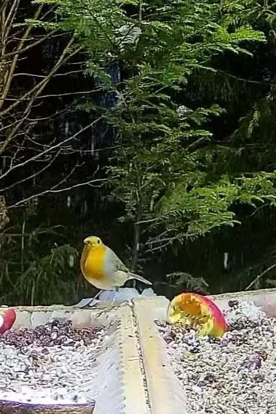 livebirdspoland_68e05ee715ca2fd62e728dcf37971ba1.jpg