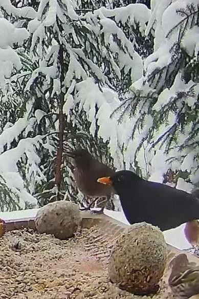 livebirdspoland_f93cf57a05f9ae61d34426d5be92afac.jpg