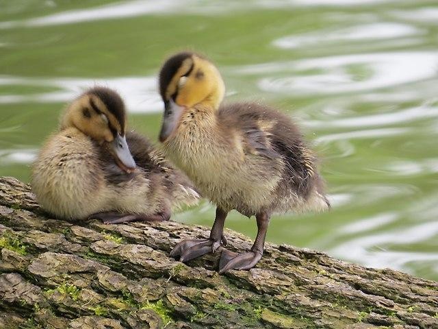 livebirdspoland_739acb745f696c8c0147468efdbbbcc4.jpg
