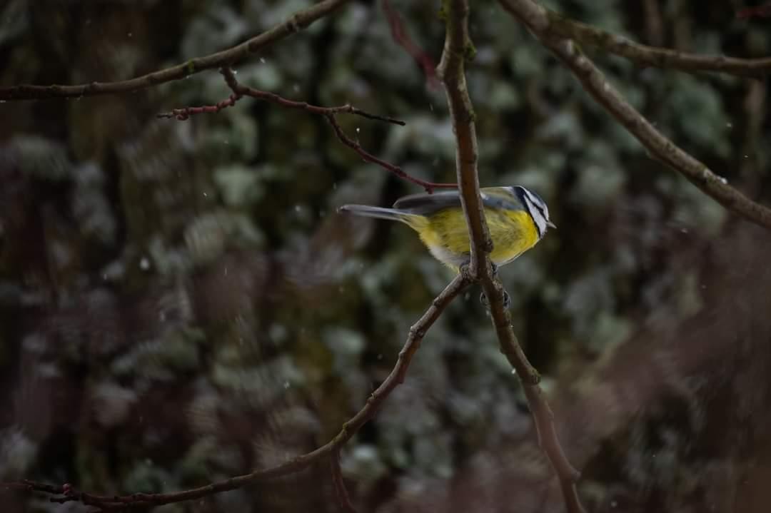 livebirdspoland_f4f67a184f1a148bf0f4f5280e95e681.jpg