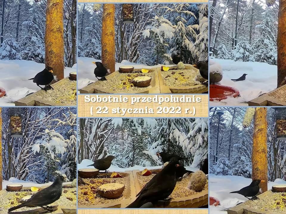 livebirdspoland_078a8c3be0aa987827cc65d4fb894b01.jpg