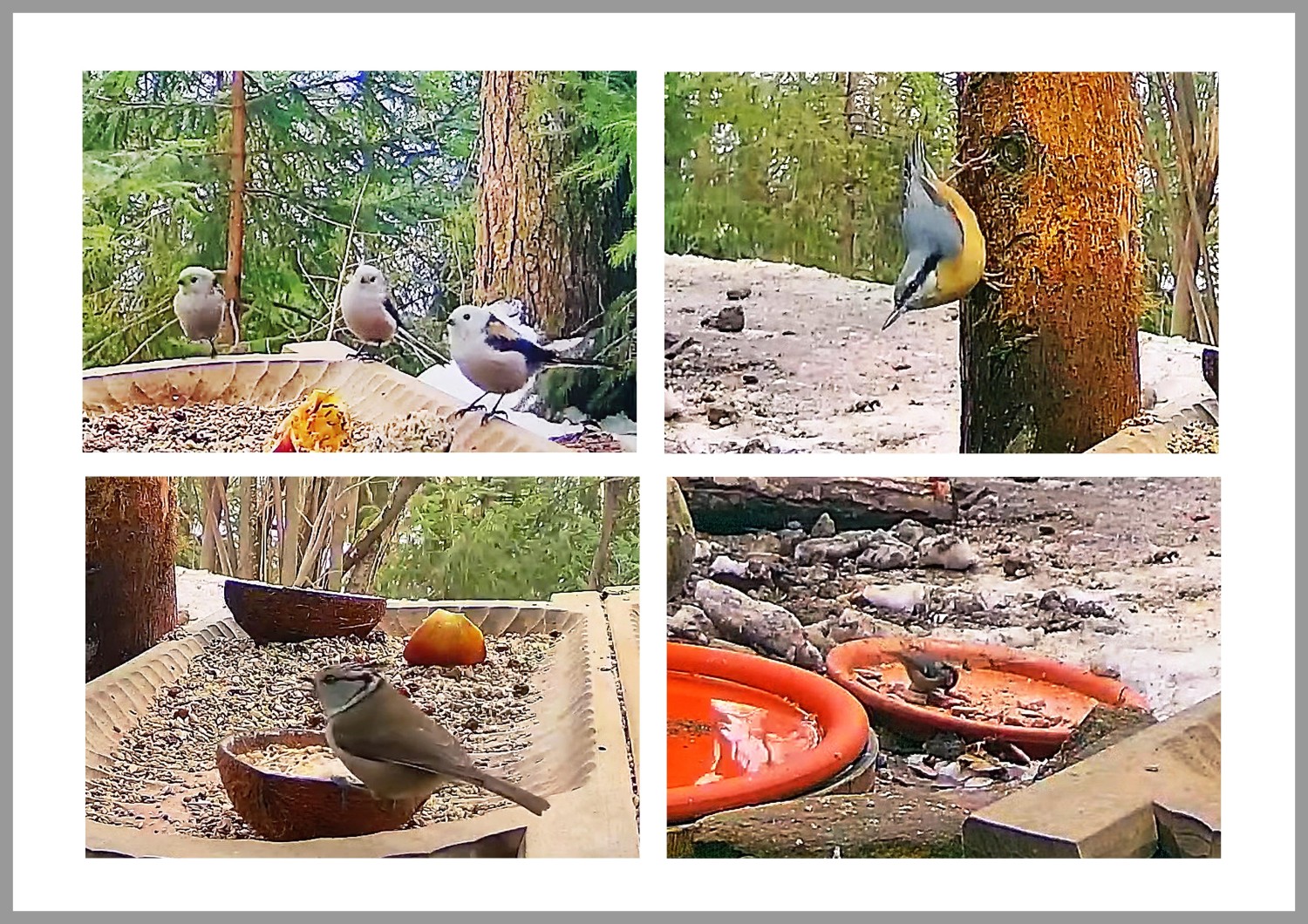 livebirdspoland_12999c548875e71d1641c220450446d1.jpg