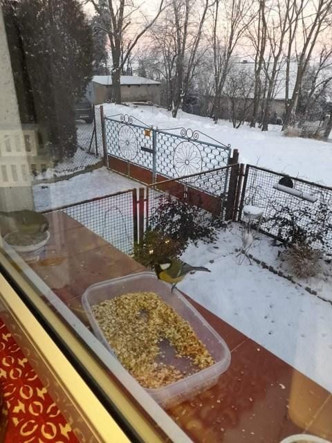 livebirdspoland_45e720e14701461d6d9bc6bf01905356.jpg