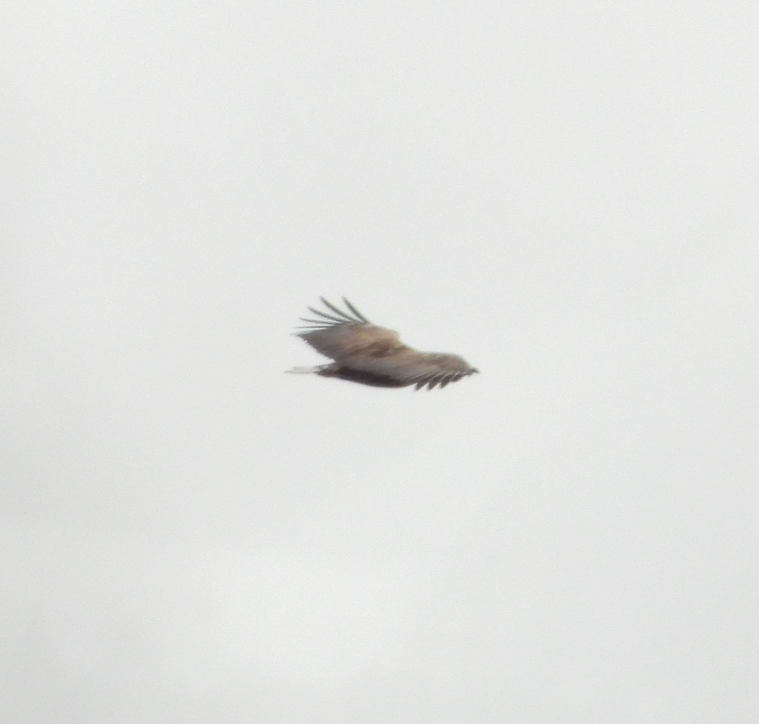 livebirdspoland_d5c4e54364c313638e7ef6f6138a5c7b.jpg