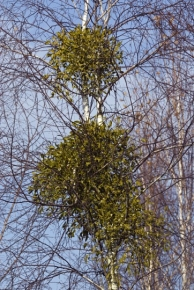 livebirdspoland_bfe0e3861b3d75b69a33b6b638ddcfdc.png