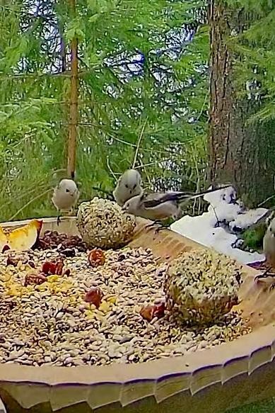 livebirdspoland_8feaa046c297c9d4d280d44c9703e2c3.jpg