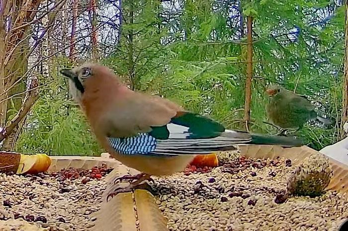 livebirdspoland_5473b690193d4cd23feb4f22efd962fa.jpg