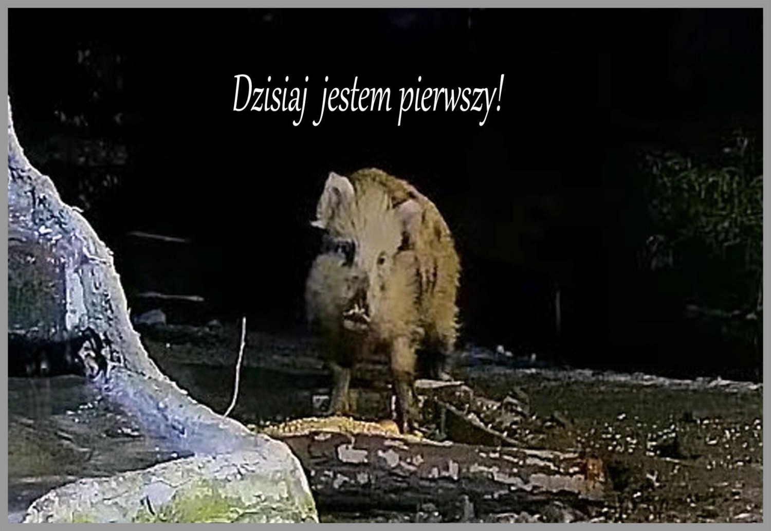 livebirdspoland_8e726df51693cb78de5d1907b39ee19c.jpg