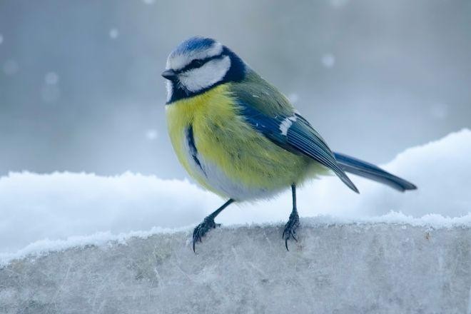 livebirdspoland_71a7fd33a669fb7cf2a88afa6ce089bf.jpg