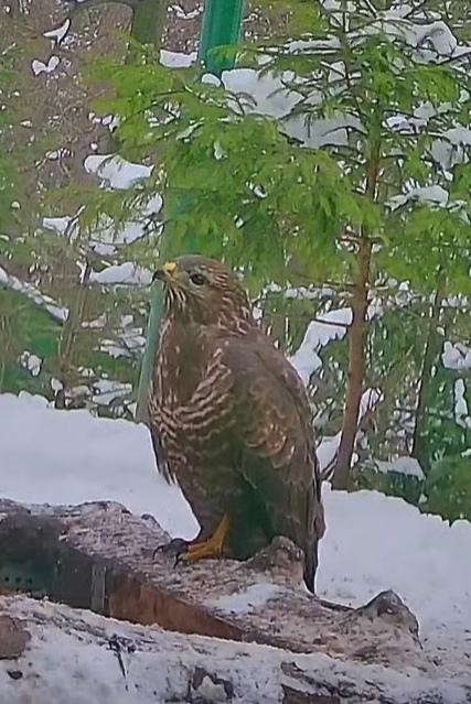 livebirdspoland_05c8b935adbb72fd7525d42946602b63.jpg