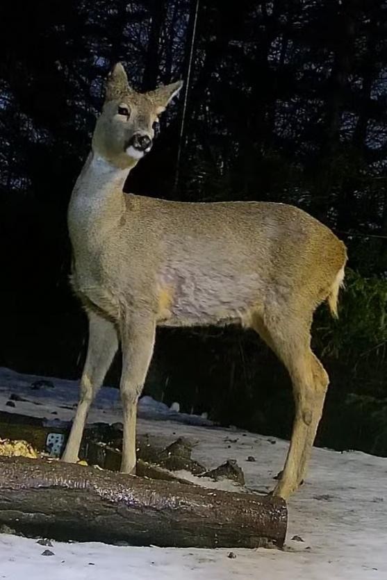 livebirdspoland_faf19bc963cf2c542d9f6b0770c66526.jpg