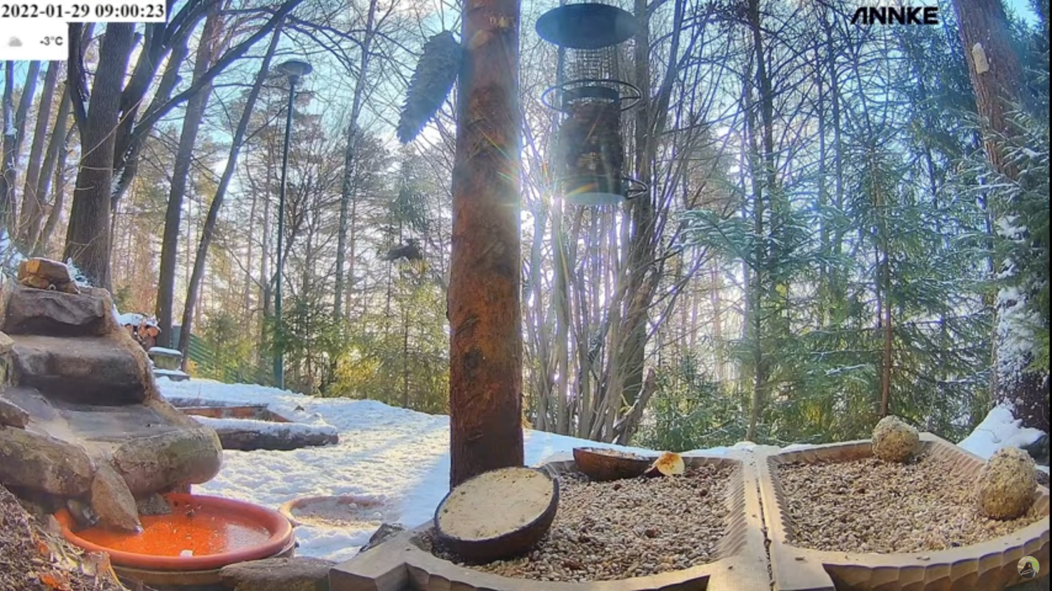 livebirdspoland_6a4866018a2e5518e41b6d0fa93562ac.png