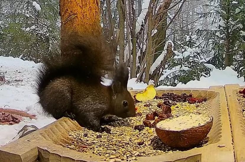 livebirdspoland_1c43bfe411a69d7591ce99b2eeef695b.jpg