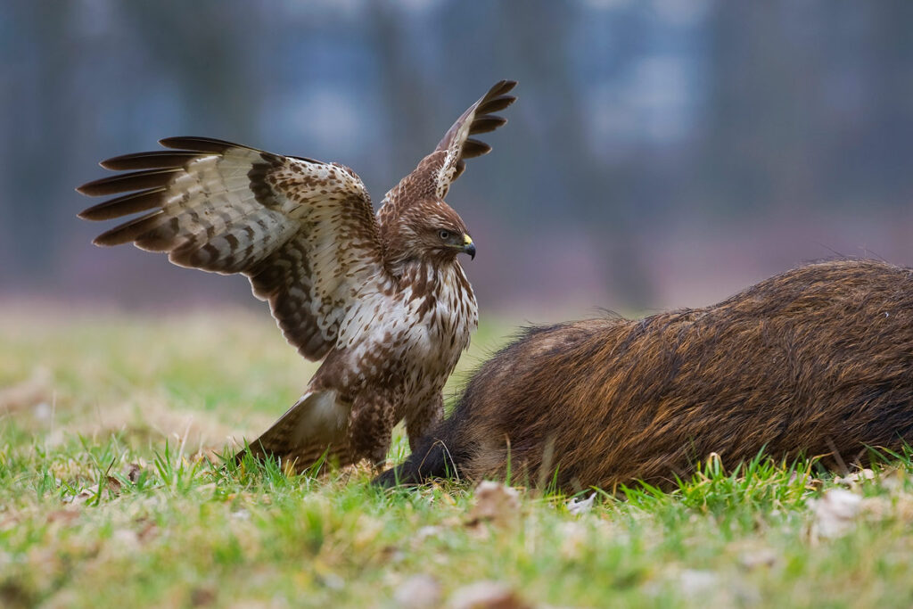 livebirdspoland_9eb9863f4410b3d6cd97a65e0fb287c9.png