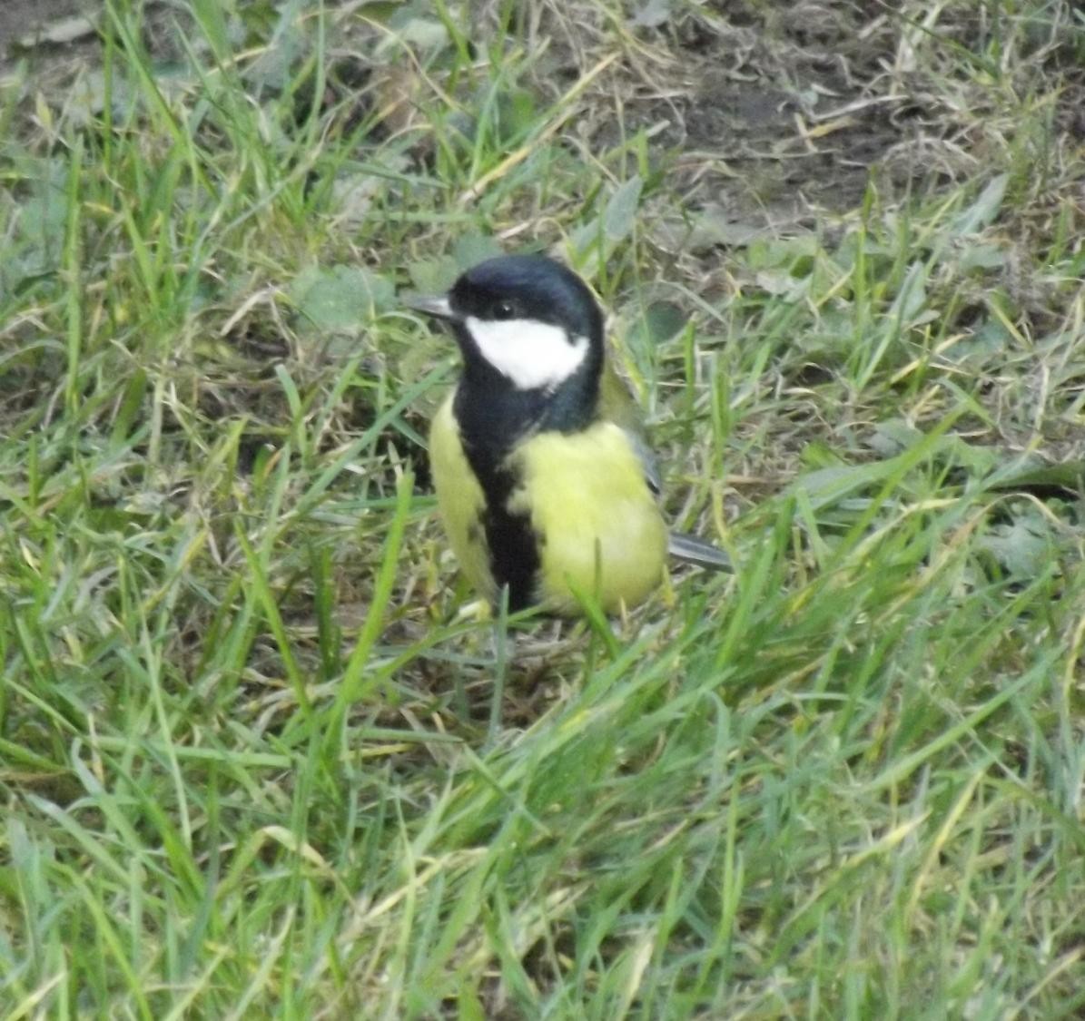 livebirdspoland_5340eca32bcb425fec8d70d8e18128a3.jpg