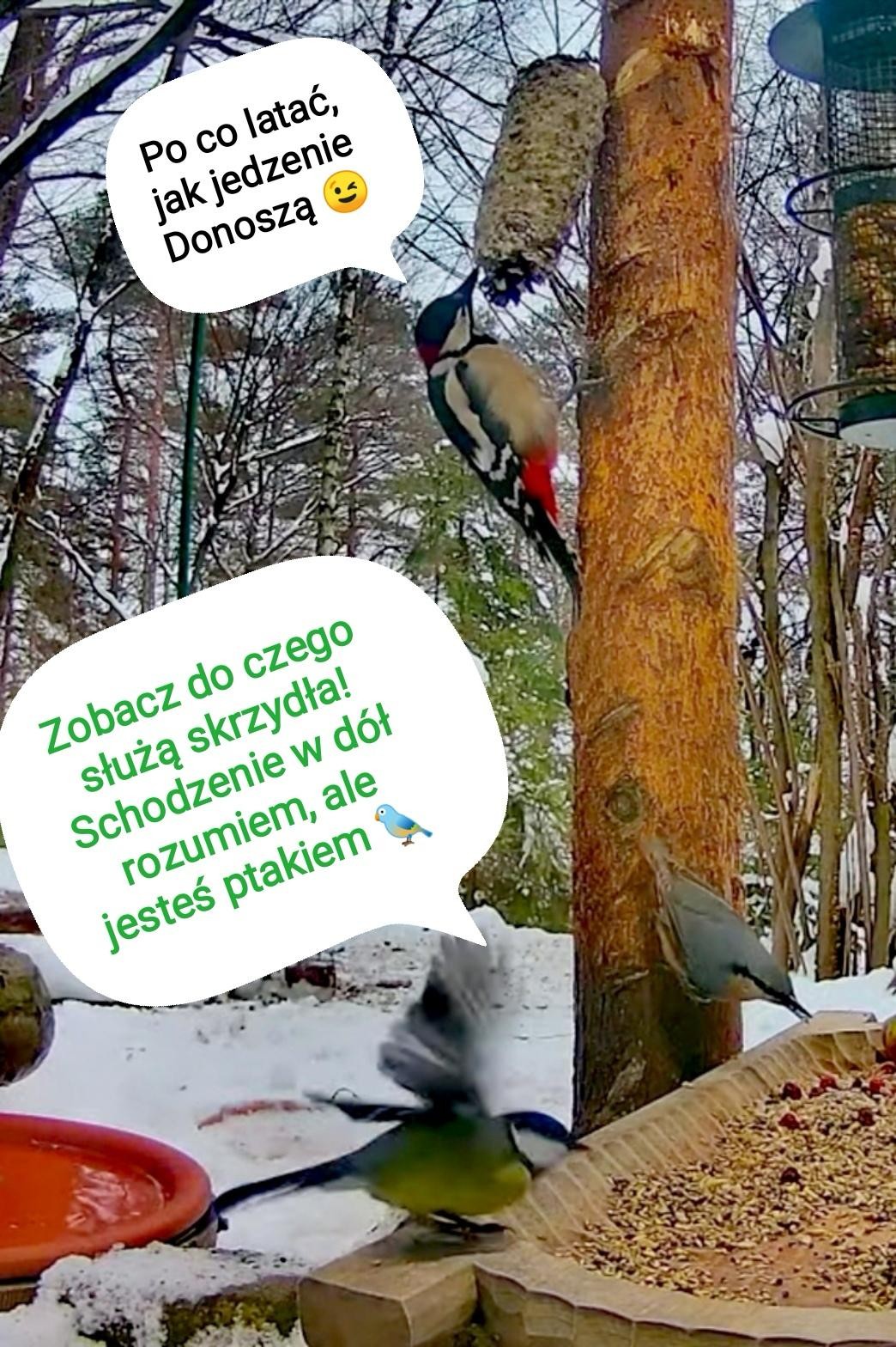 livebirdspoland_8440059f785cac4344aac13781b3abce.jpg