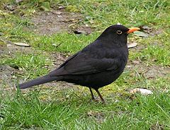 livebirdspoland_d2de757073cfaa61265155f59fd8e218.png