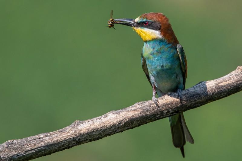 livebirdspoland_0c45319a91b726b902e7cb3be071580b.png