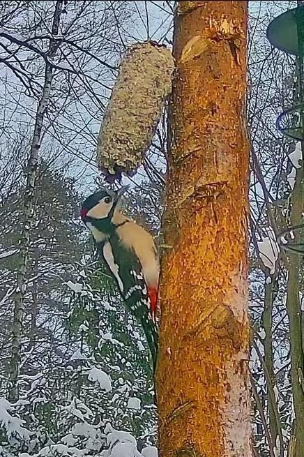 livebirdspoland_ec9c5615492d6966797500c088495679.jpg