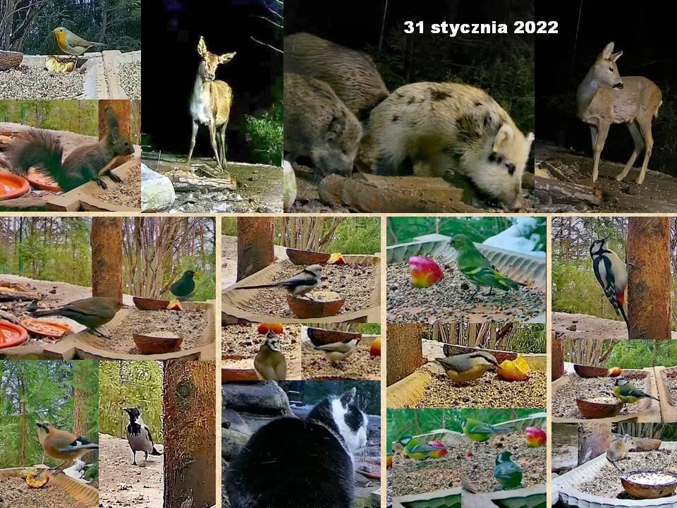 livebirdspoland_9ca243db8cb7f116b0316fb0cdd35970.jpg